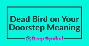 A Chilling Tale: The Meaning of a Dead Bird on Your Doorstep (2026)